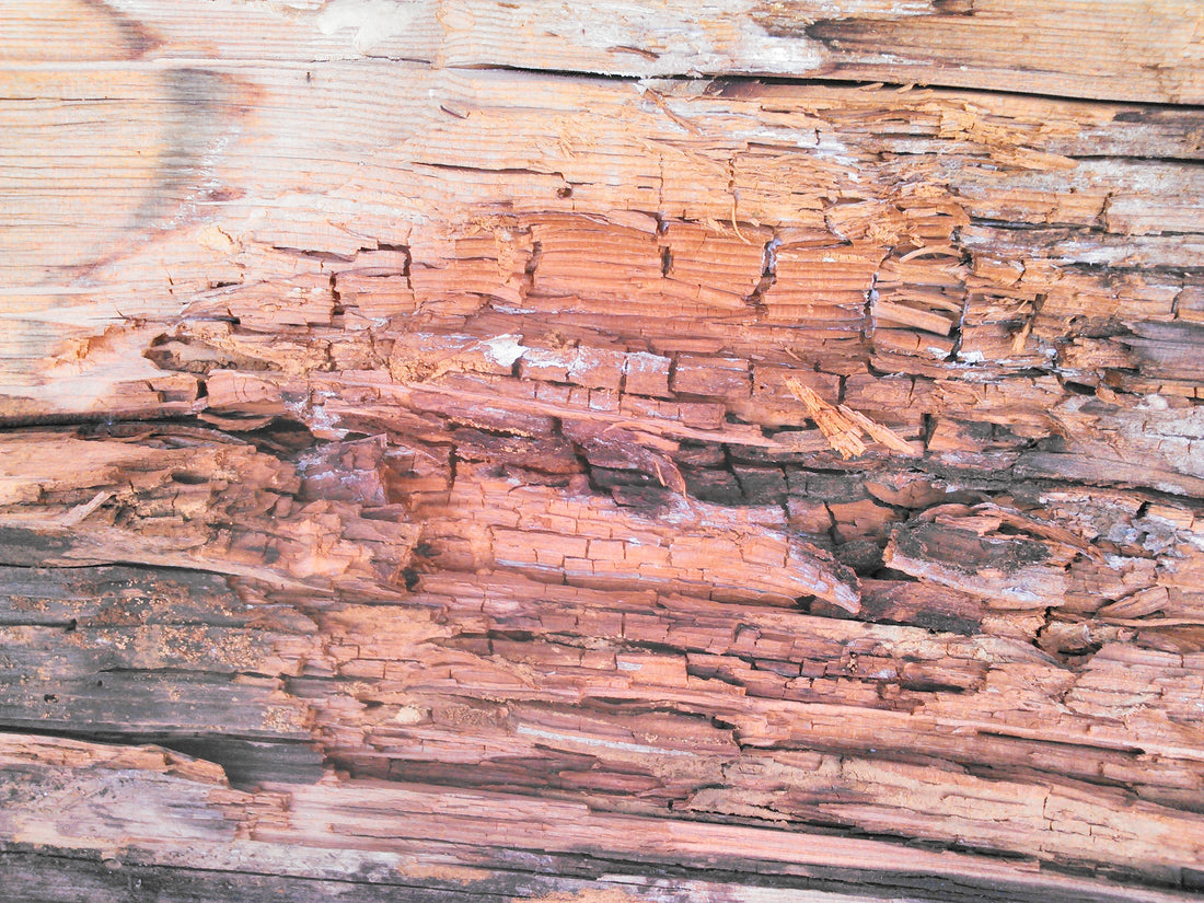 HOW TO IDENTIFY TERMITES IN A LOG HOME