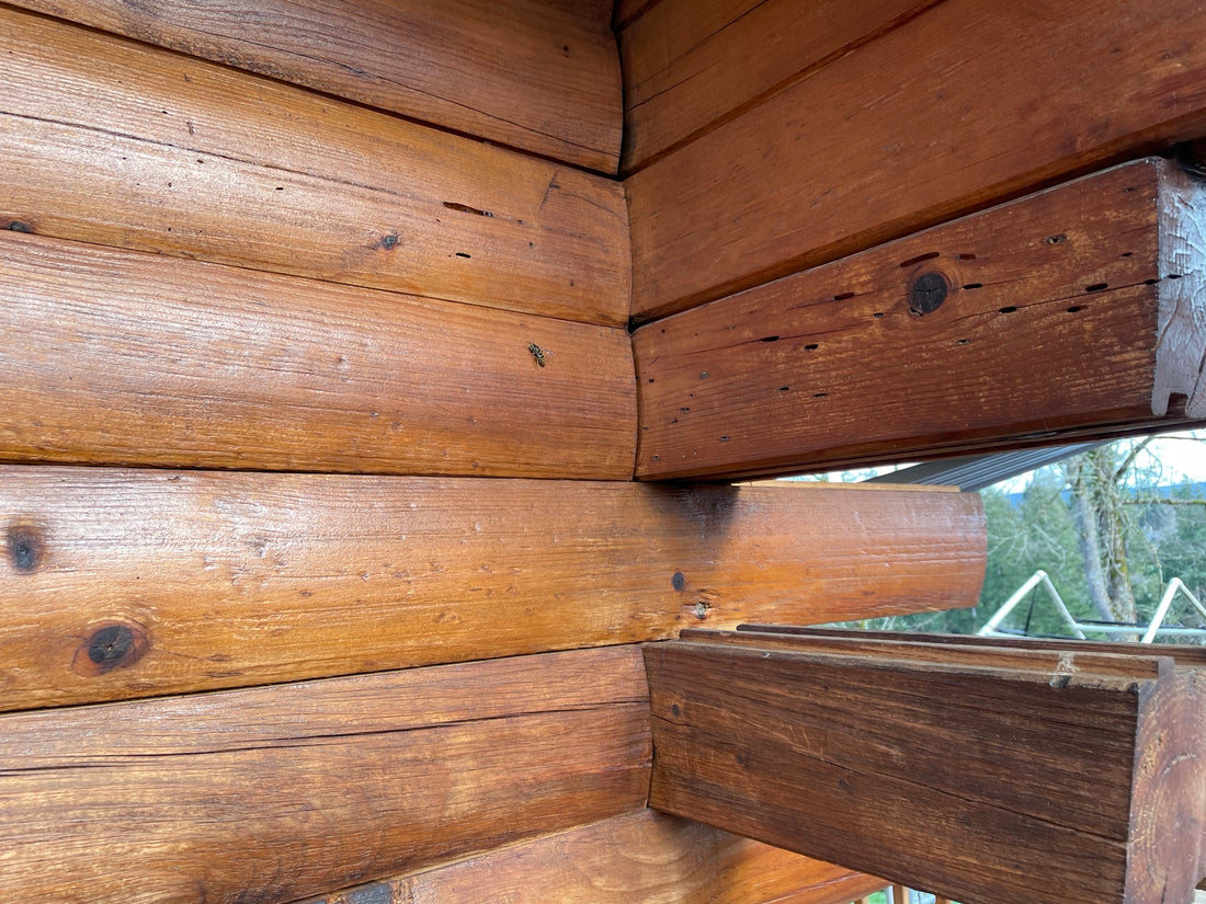 TERMITE IN LOG HOME