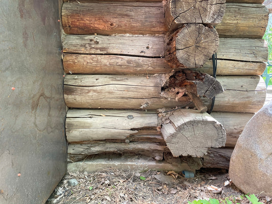 LOG HOME CORNER ROTTED AND INFESTED WITH BUGS